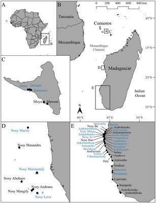 Impacts of locally managed periodic octopus fishery closures in Comoros and Madagascar: short-term benefits amidst long-term decline